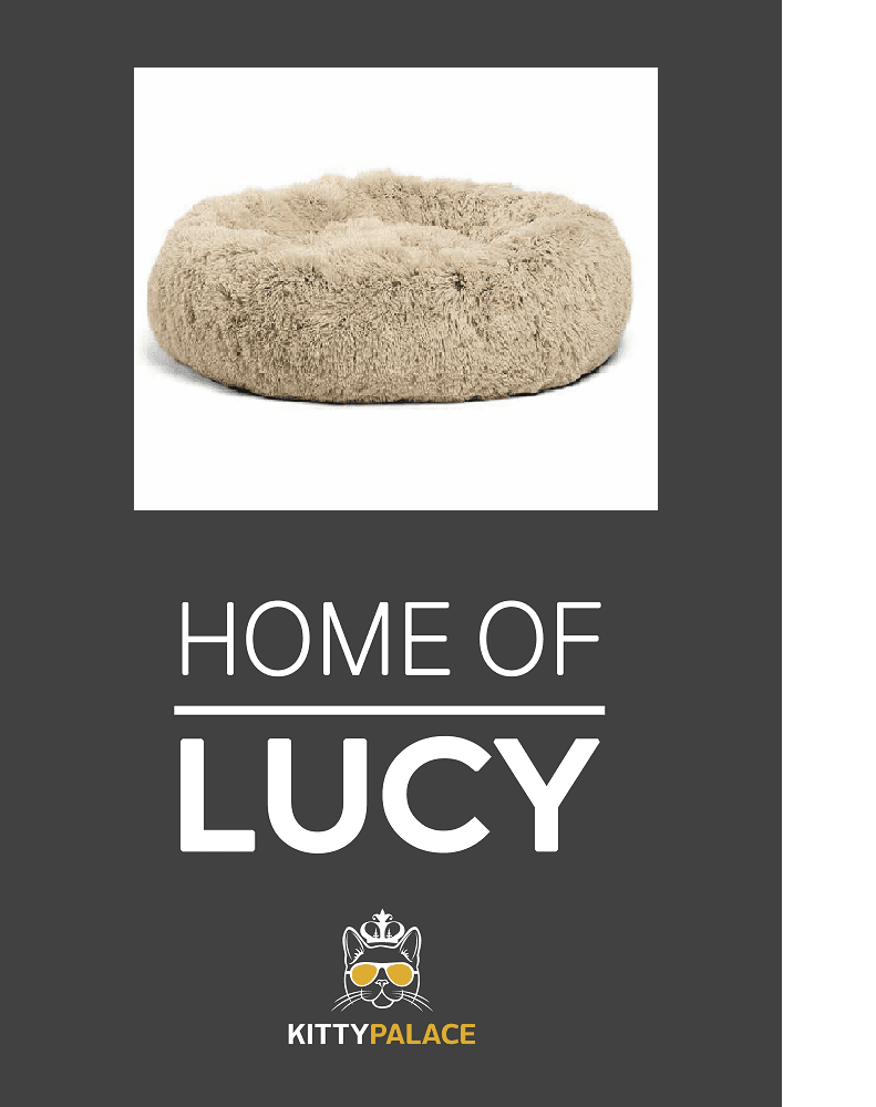 Pet Bed With Carpet thumbnail 4