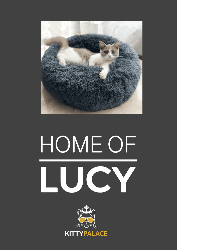 Pet Bed With Carpet thumbnail 2
